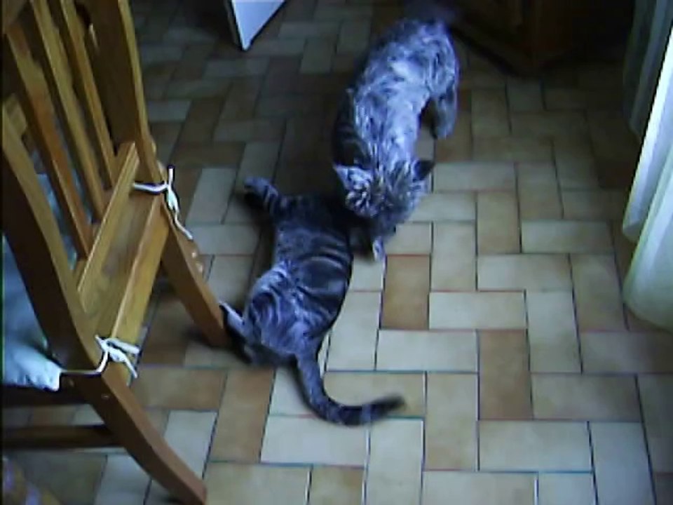 pas de câlins ce matin!!!!!