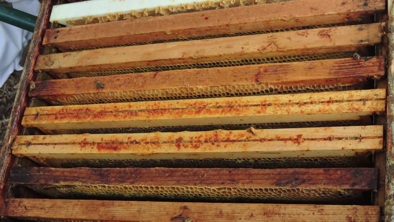 Récolte du miel des ruchers urbains des carmes-HD (720p)