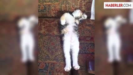 Bu Kedi Ne Yapıyor