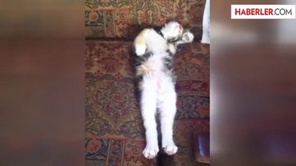 Bu Kedi Ne Yapıyor
