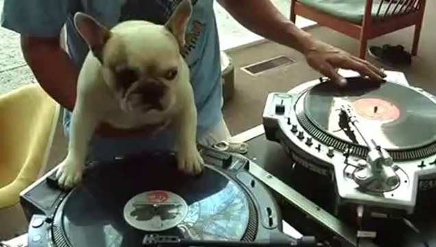 Vidéos de chiens marrantes