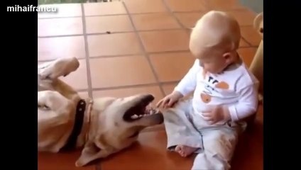 Compilation de vidéos de Labradors