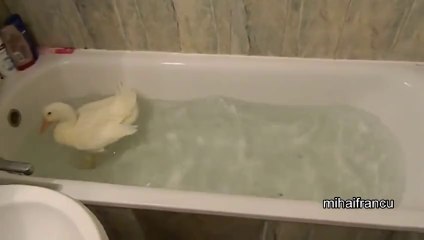 Un canard content de prendre son bain