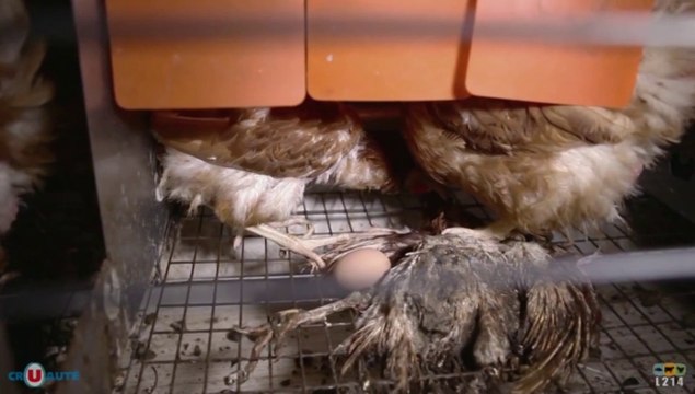 Les conditions d'élevage des poules dénoncées chez Système U