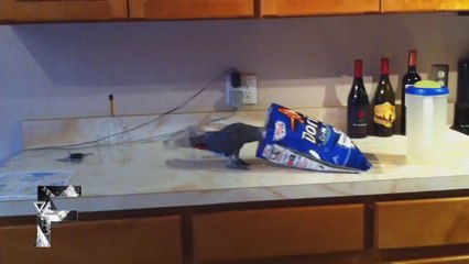 Animals Can Be Stupid Compilation 2014!