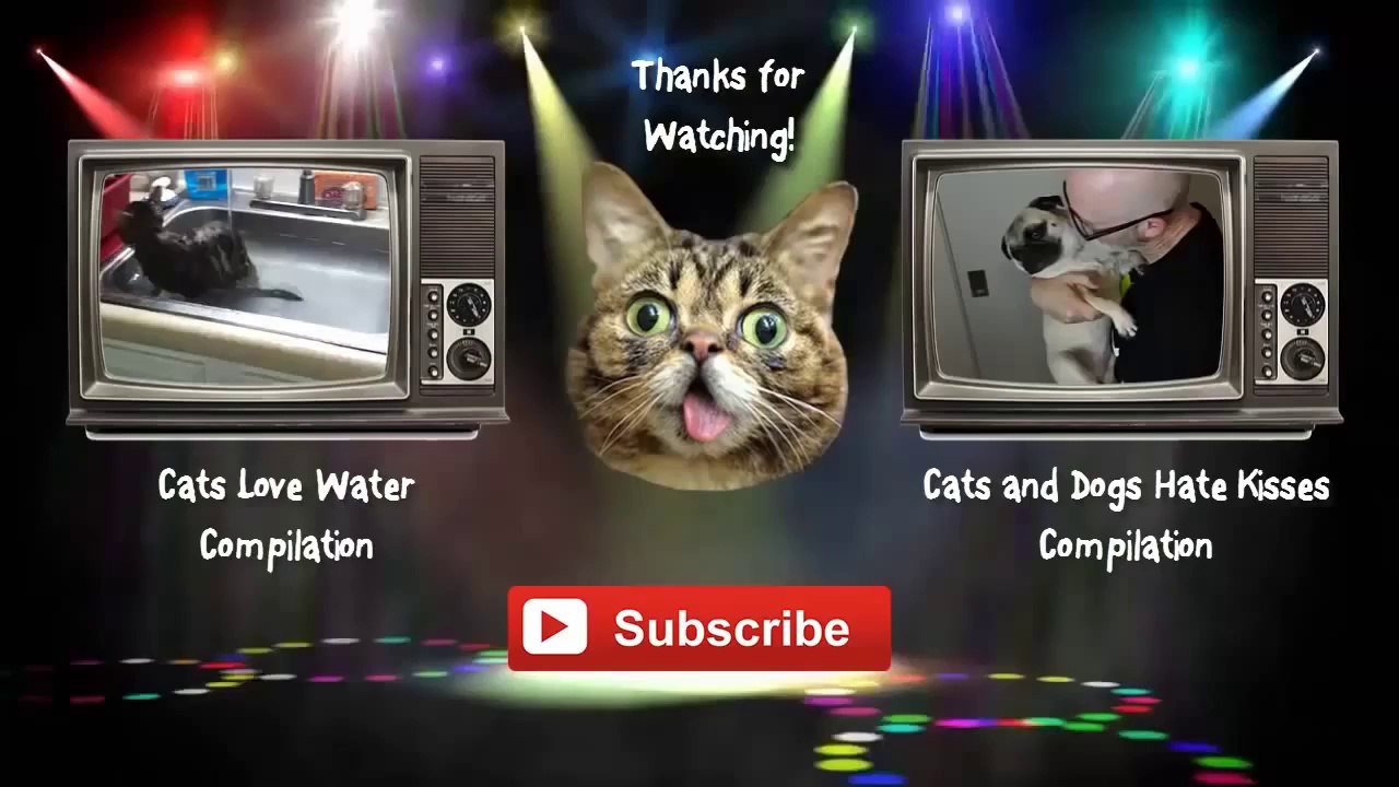 Best Funny Video New Compilation 2014 Animals, Babies, Accidents, Fails, Russia, Stupid, People, V(1)