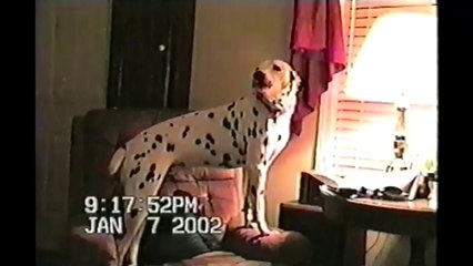Funny Animal Video - Over 3 Minutes Of Hilarious And Cute Animal Moments
