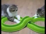 Funny Cat Videos Compilation Funny Cats Video Funny Animals Funny Fails 2014 Funny Videos 2014