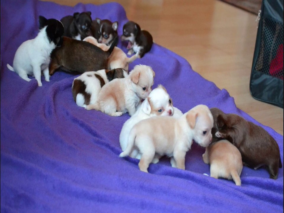 Chin Chi Babys vom Schwarzen Meer