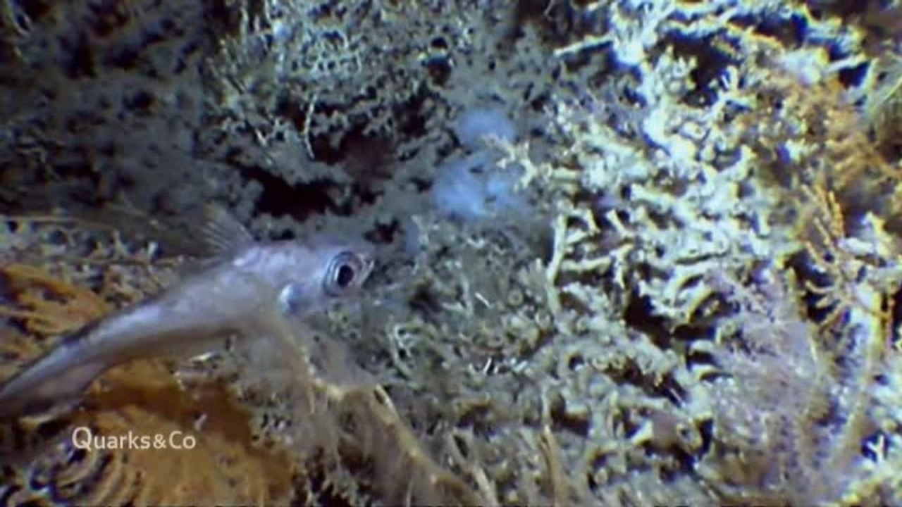 Quarks.und.co.-.tatort.meer.tv