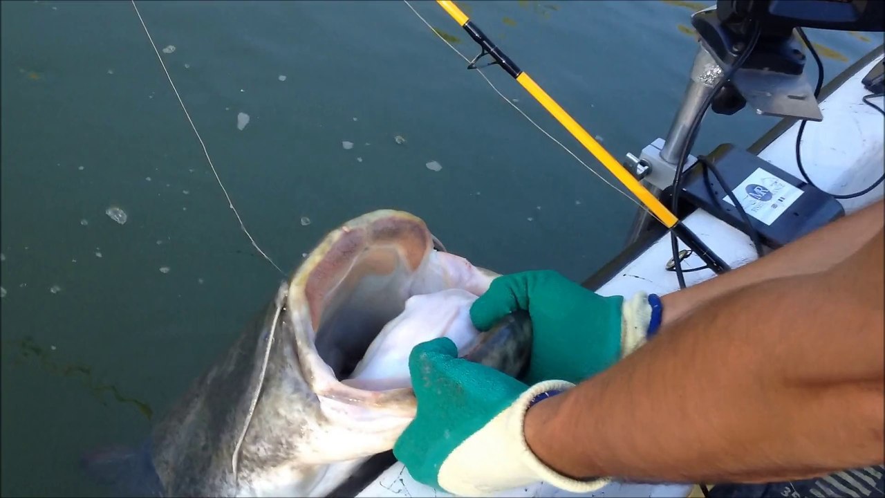 Hameçon triples 4/0 arrache mon gant par un Catfish de 1m75 River Tarn !!!