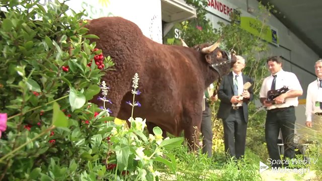 Concours Salers : Forez et Gentiane champions du Space 2014