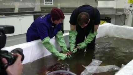 New Zealand Museum Livestreams Squid Autopsy