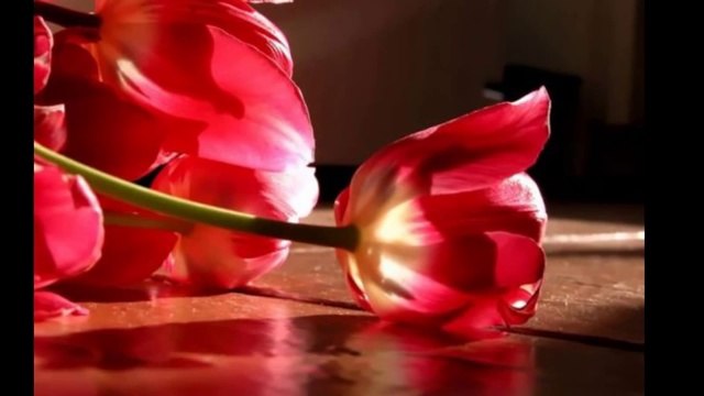 GÜNGÖR YILDIZ.TRABZON AKCAABAT:.güz gülleri Hakan TAŞIYAN