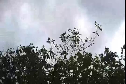 vientos huracanados derriban arbol