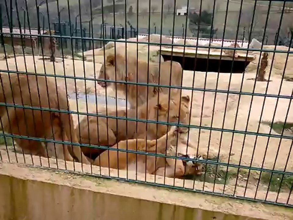 Lions qui joue