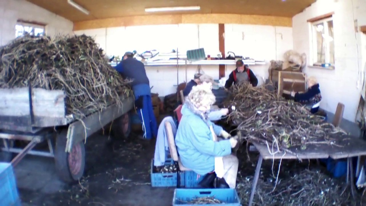 Meerrettich und Parrot Drone