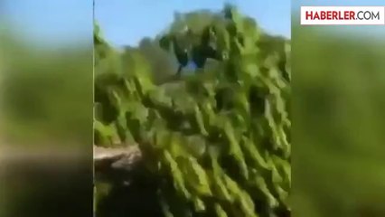 İzmir'de Deniz Manzarası İçin 23 Ağacı Katlettiler