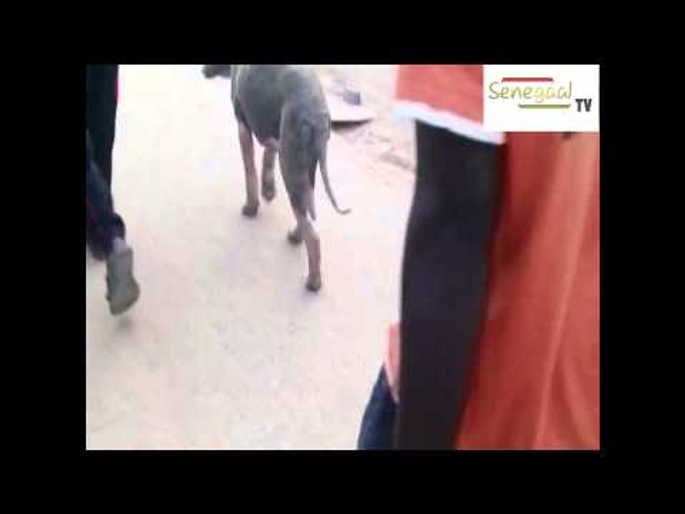 Notre voisin le chien