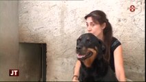 Adoptions d’animaux : Bilan mitigé au refuge de Marlioze