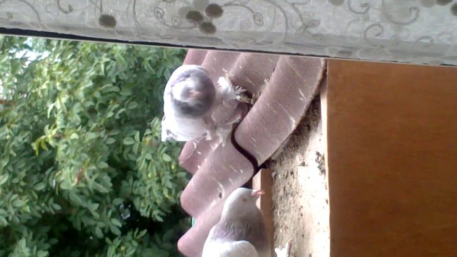 BOZ DUMANLI BABA VE YAVRULAR