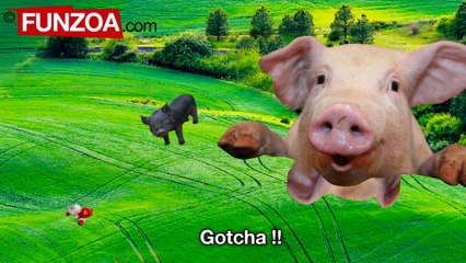 Why Do Pigs Fly - Funzoa Song