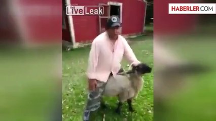 Sarhoş Adam Koyunu At Sanırsa