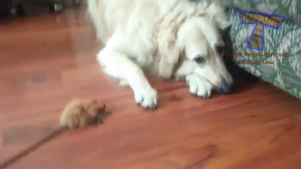 Des Chiens et chats ont peur d'insectes - Compilation d'animaux hilarants