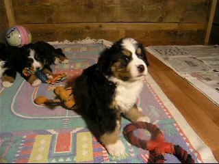 20 sept 3 bébés (femelle jaune, Jeudi et Jäger)