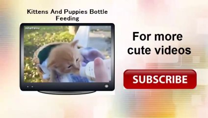 Best Of Funny Cats And Dogs Meeting Babies For The First Time Compilation 2014
