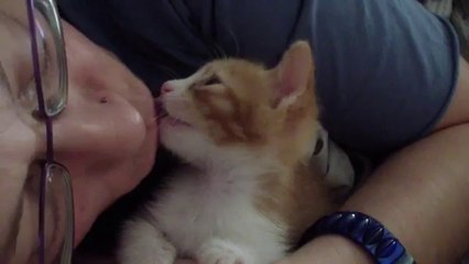 Le chat qui s'endort quand on lui fait des bisous