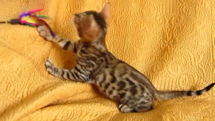 Бенгальский котенок №3