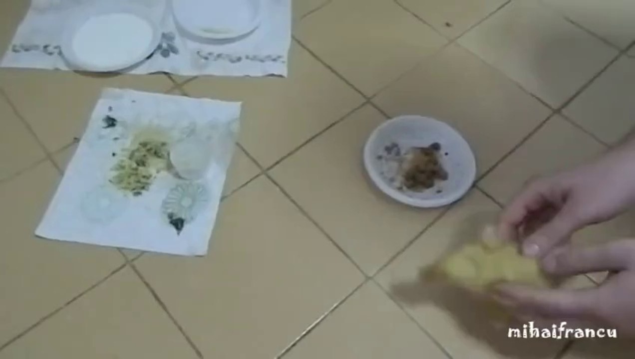 Canard qui aime la nourriture pour chat