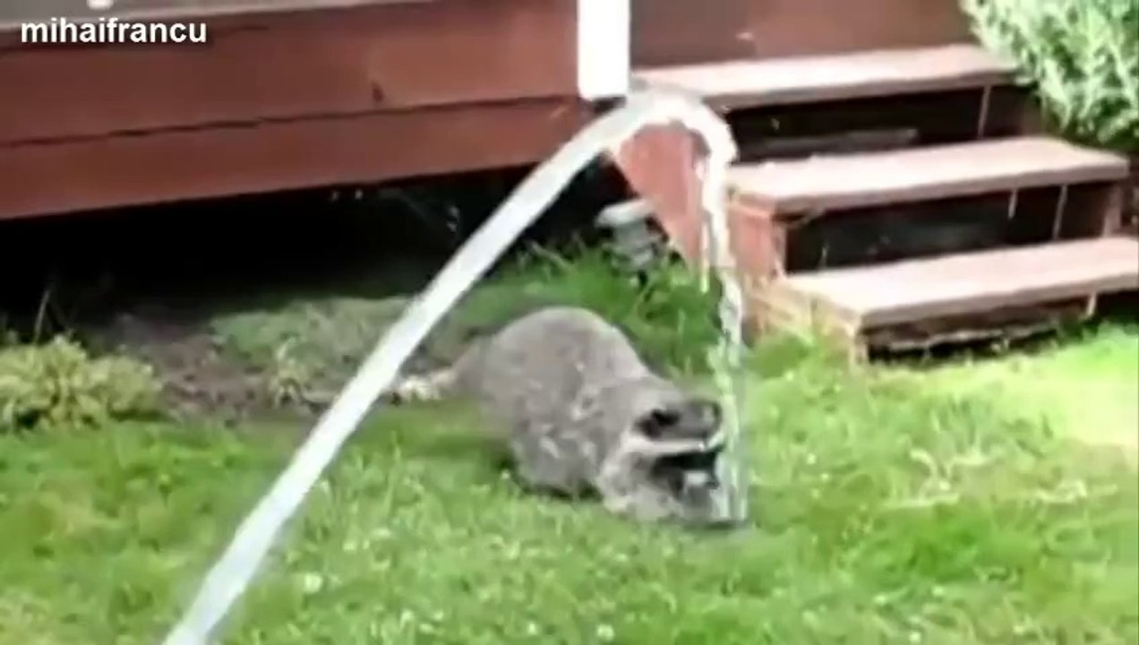 Des raton-laveurs mignon