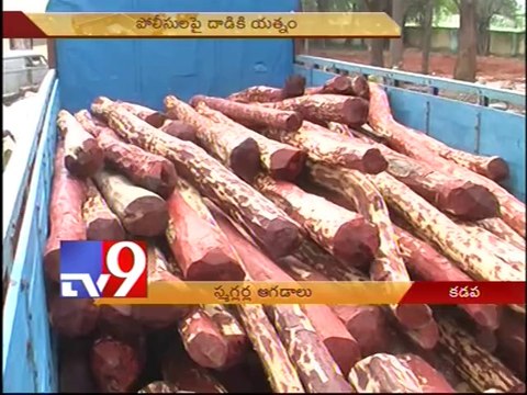 Why do real Red Sanders smugglers go scott free?