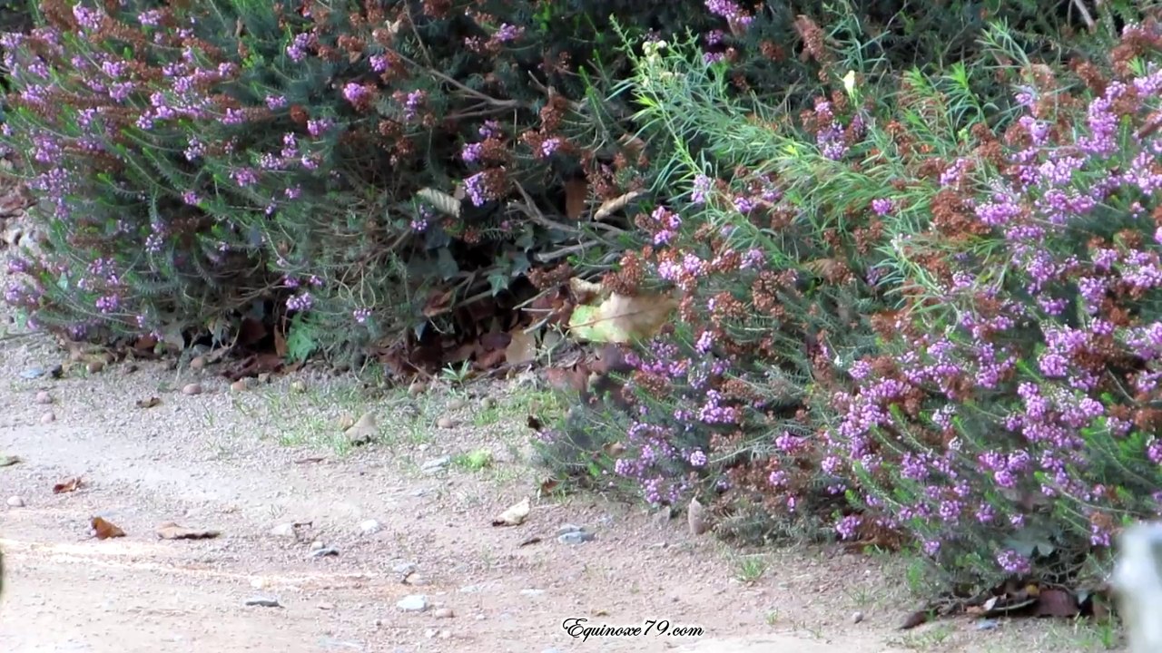 la nature et le Puy du Fou