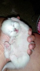Adorable one week old Himalayan kitten