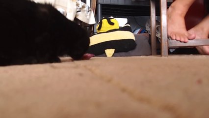 PuPuce attaque les irrésistibles Whiskas