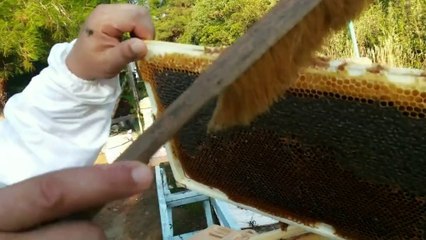 10 AĞUSTOS 2014 KESTANE BALI HASADI