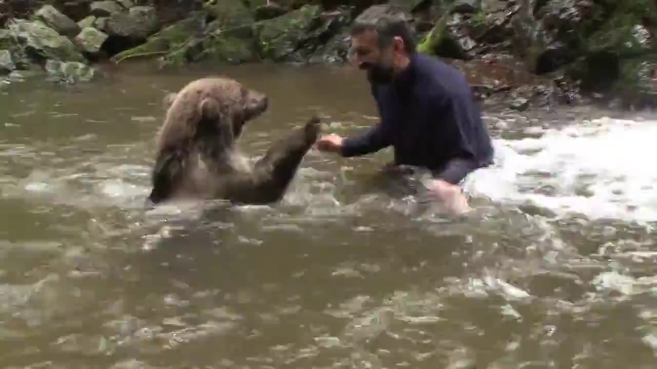 Un homme joue avec un ours brun sauvage