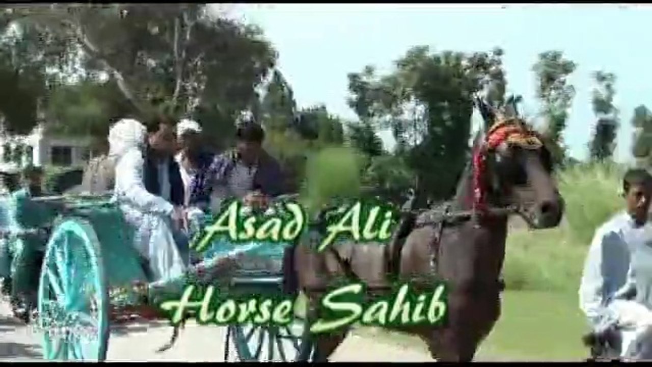 asad ali horse sahib sunday try 14-9-14