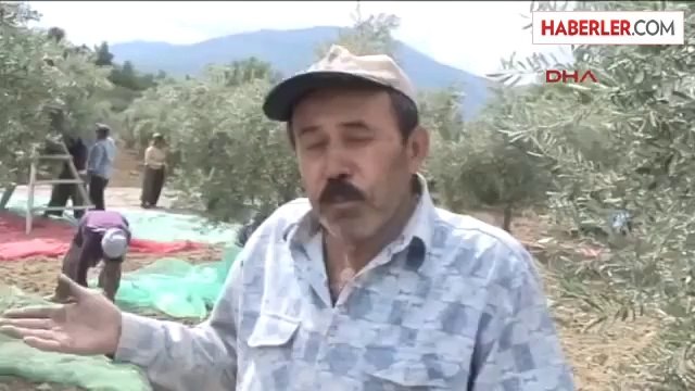 Yırca'da Termik Santrali İçin Ağaç Kesimine Köylüler Dur Dedi Ek Görüntü