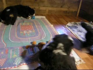 18sept Les bébés ont 6 semaines