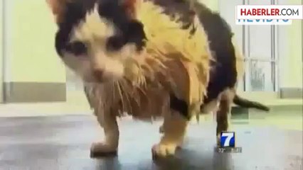 Şişman Kedi, Kilolarından Kurtulmak İçin Yüzüyor