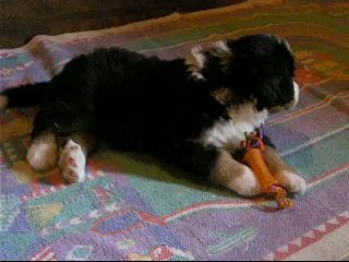 18 sept zoom sur la femelle jaune