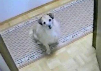 Dog Gets Excited to Jog