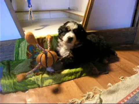 18 sept jeu entre la femelle rose et le mâle vert puis intervention de Jäger