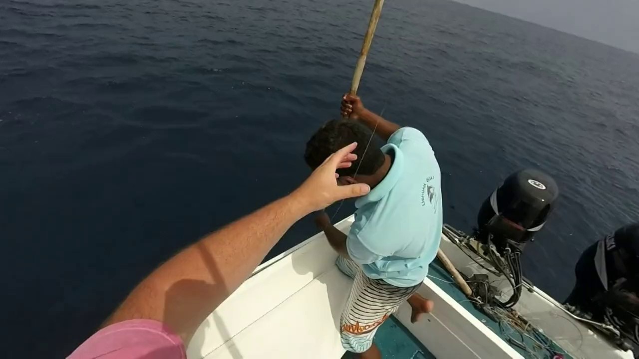 thon jaune a l'ile maurice