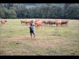 Vaches-foot