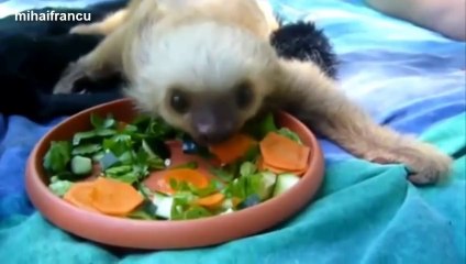 Compilation d'animaux en train de manger